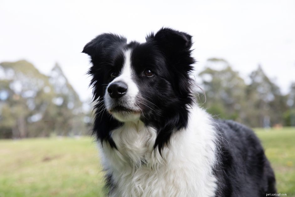 35 Charming Names for Your Black & White Dog
