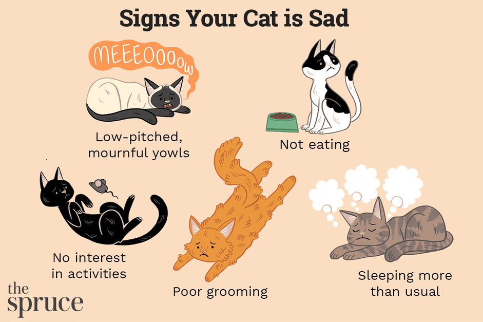 Spotting and Treating Cat Depression: Key Signs and Causes