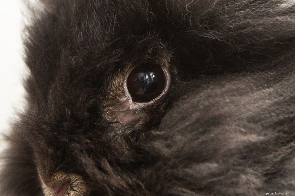 Common Eye Disorders in Rabbits: Causes, Symptoms, and Care
