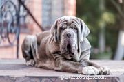 75 Elegant Italian Dog Names to Inspire Your New Pet