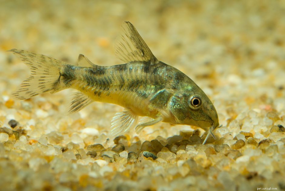Top 11 Catfish Species to Enhance Your Aquarium