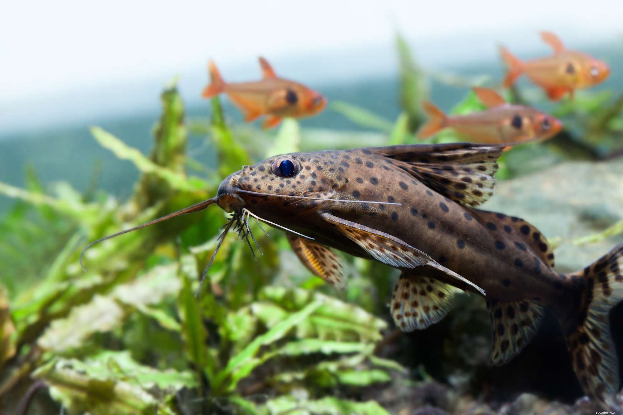 Top 11 Catfish Species to Enhance Your Aquarium