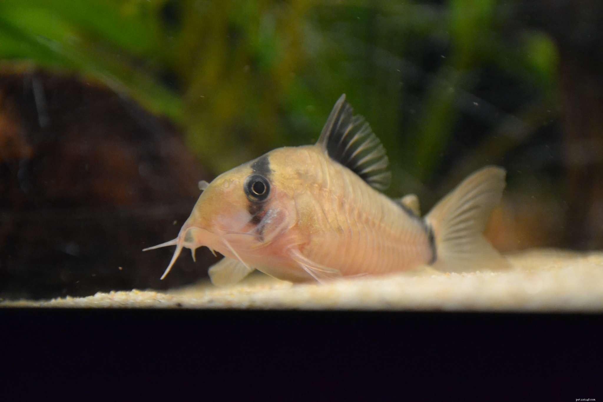 Top 11 Catfish Species to Enhance Your Aquarium