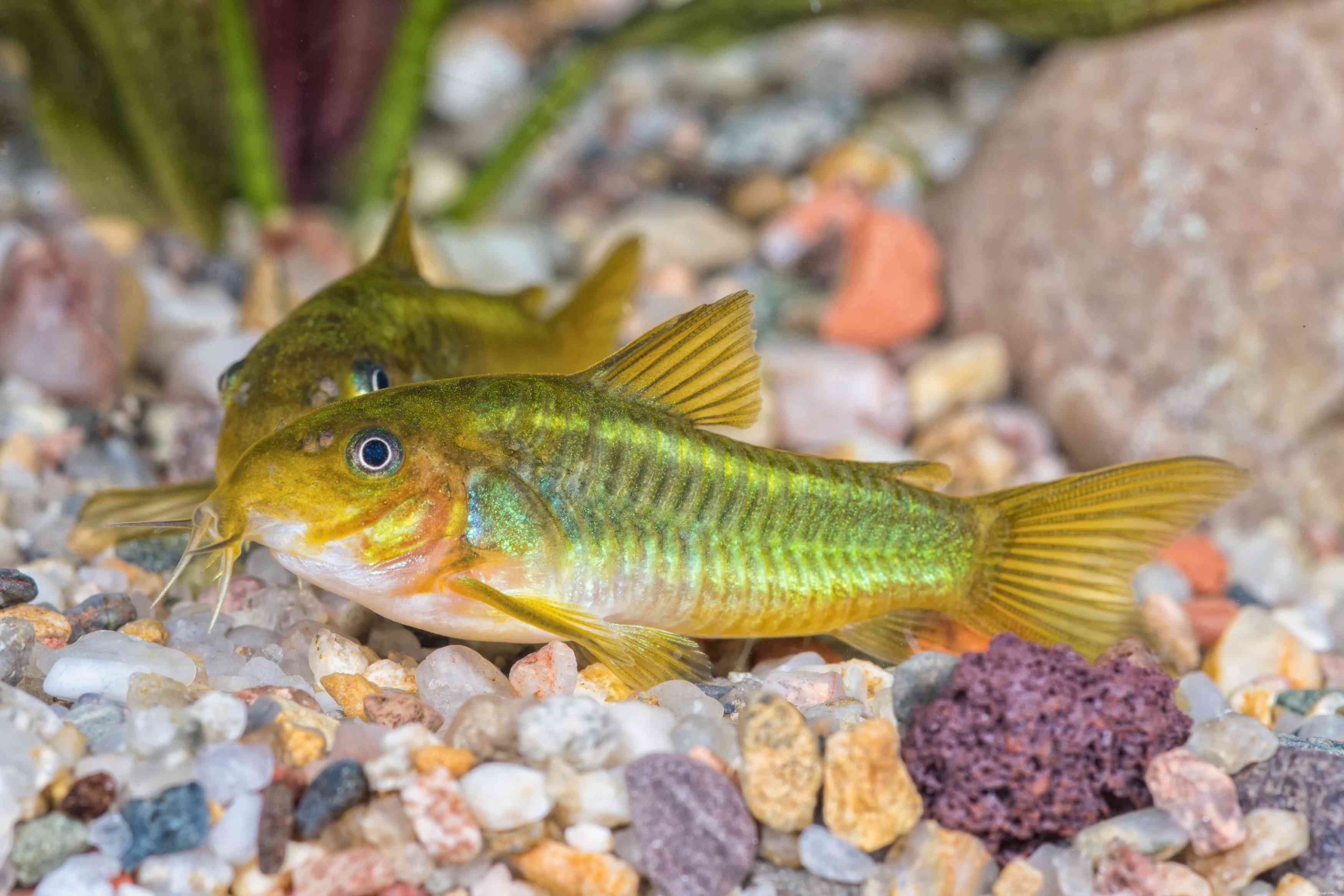 Top 11 Catfish Species to Enhance Your Aquarium