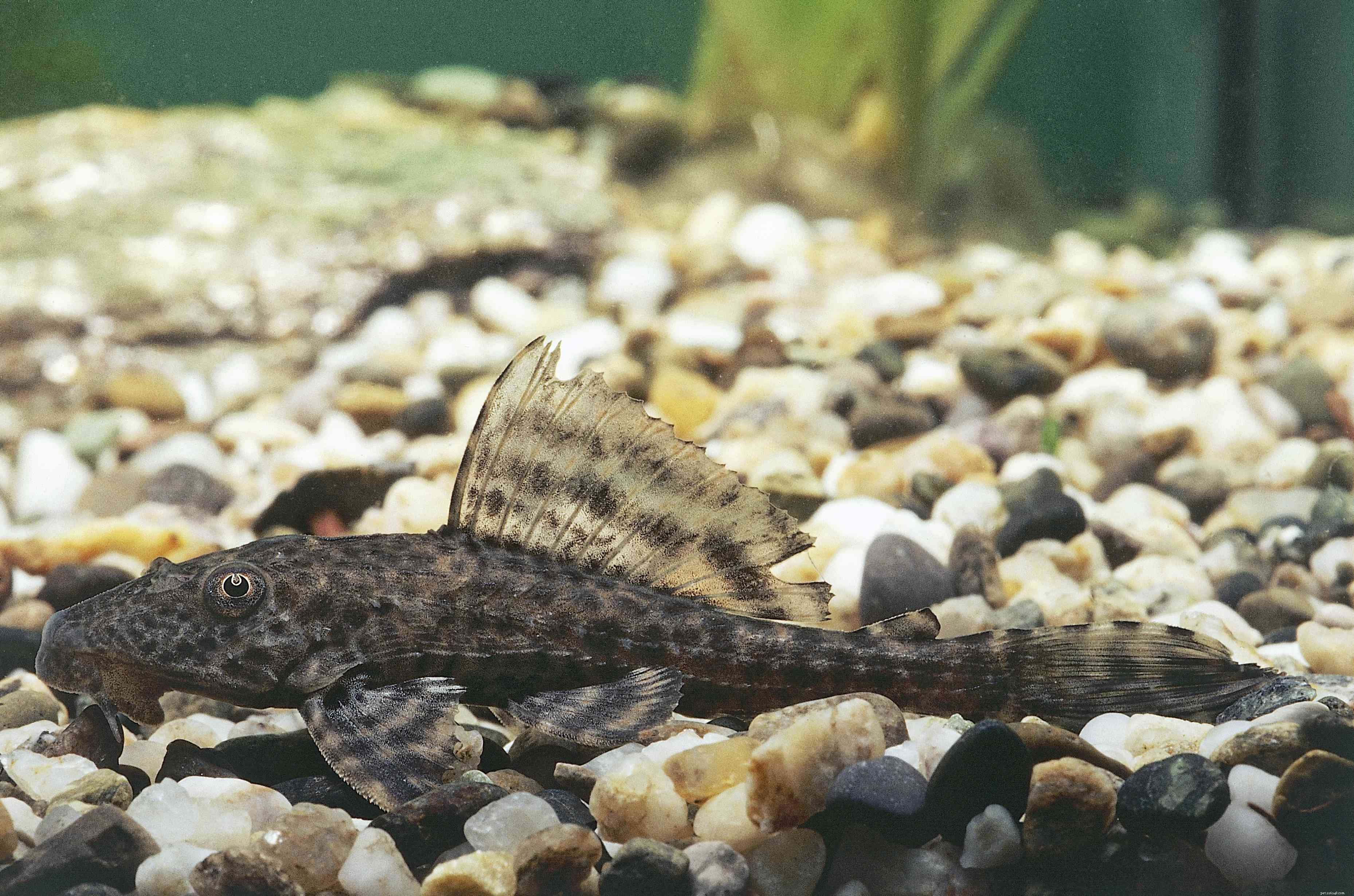Top 11 Catfish Species to Enhance Your Aquarium