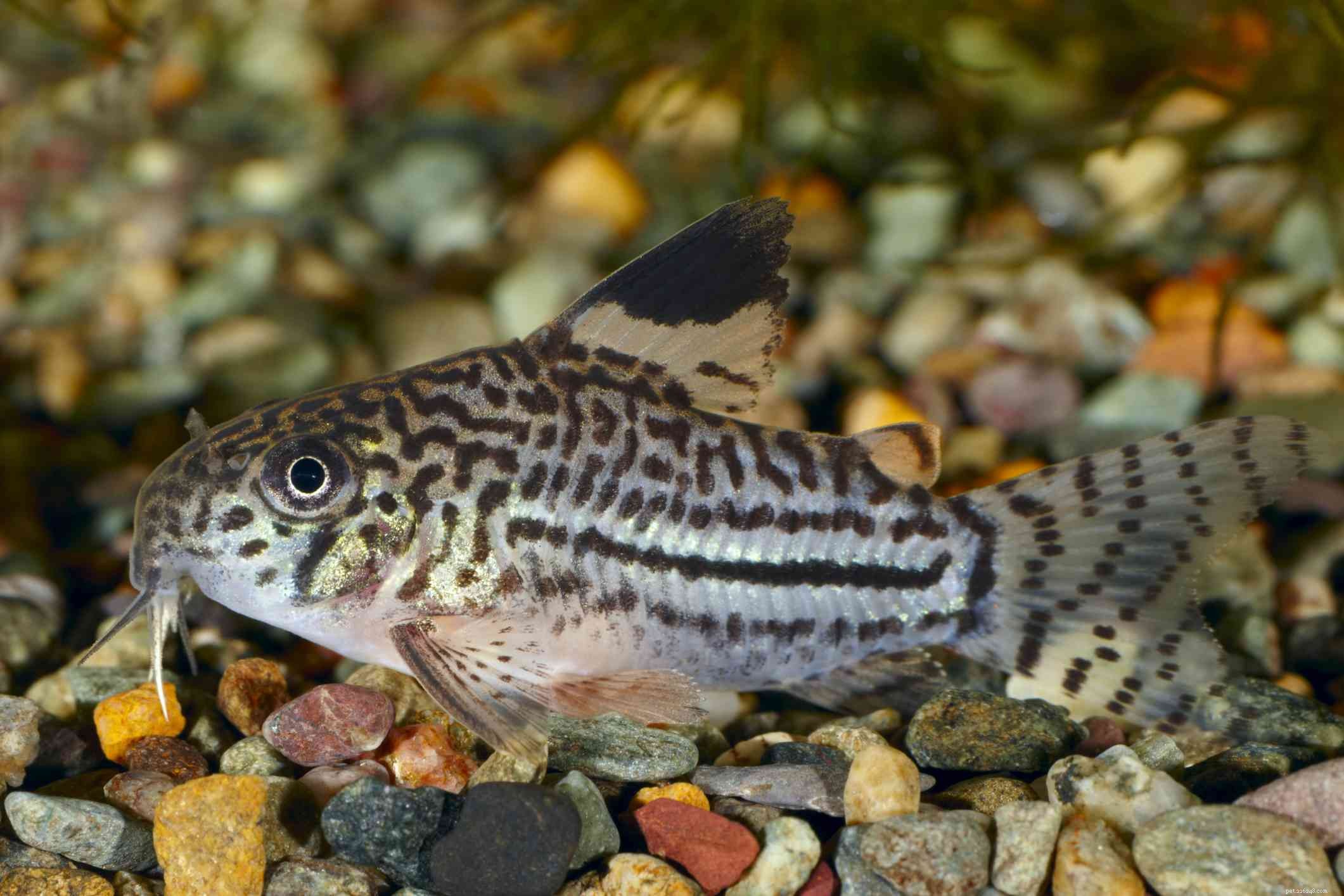 Top 11 Catfish Species to Enhance Your Aquarium