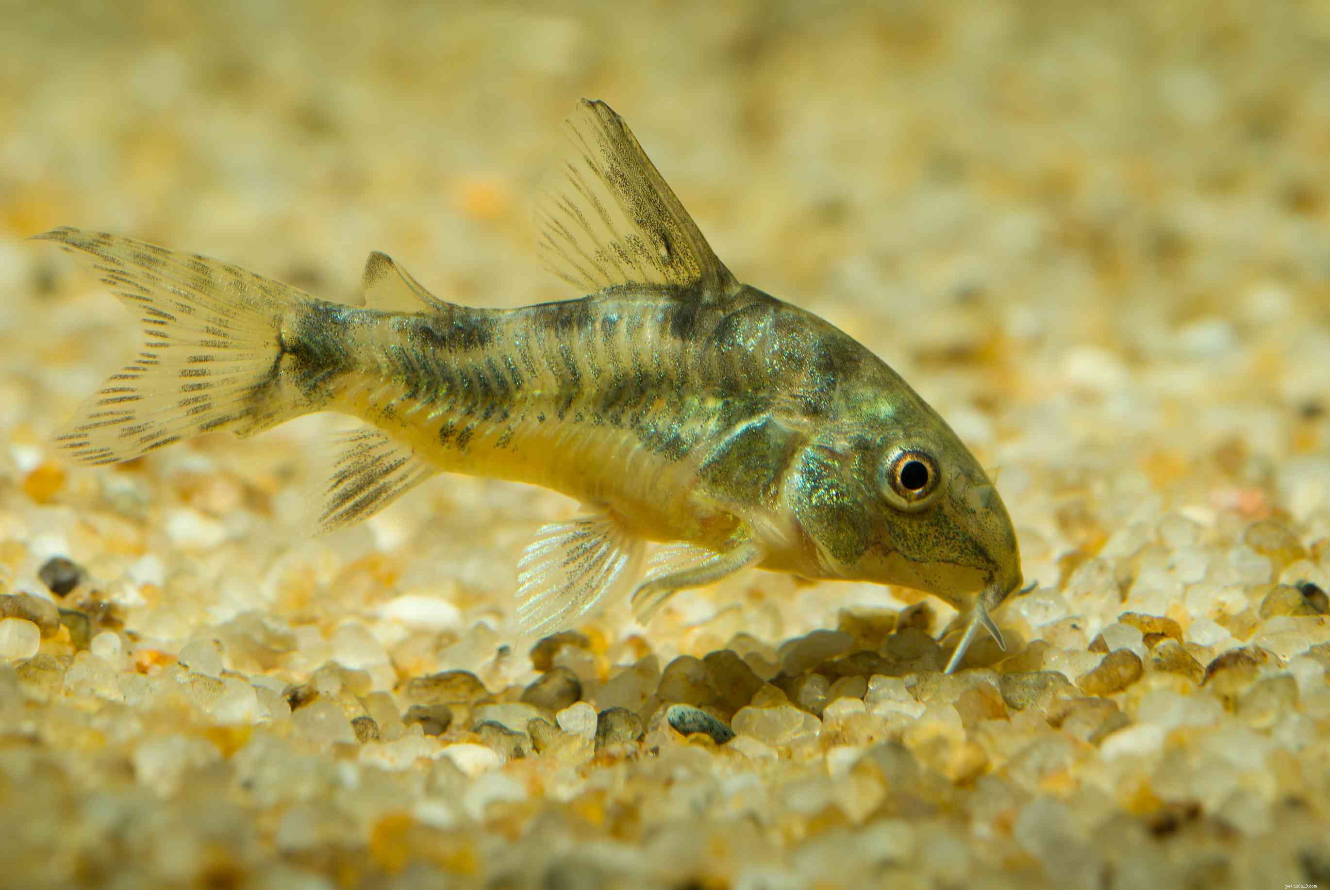 Top 11 Catfish Species to Enhance Your Aquarium