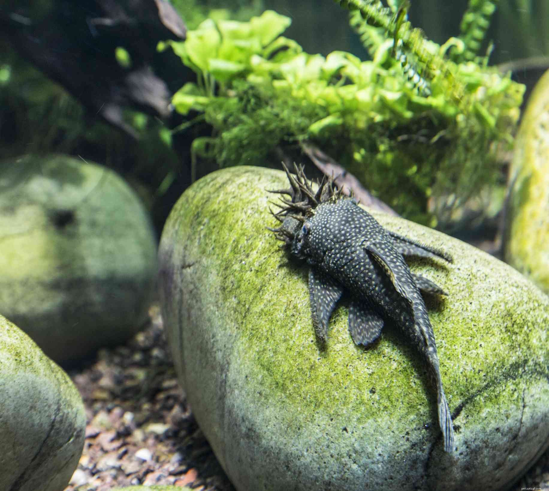 Top 11 Catfish Species to Enhance Your Aquarium