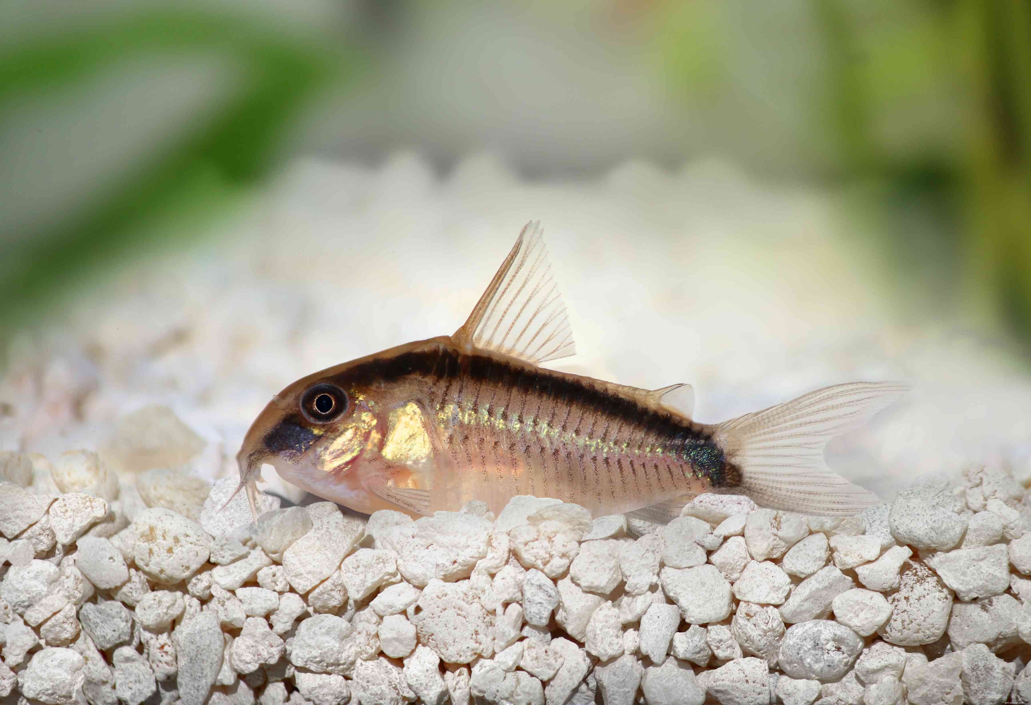 Top 11 Catfish Species to Enhance Your Aquarium