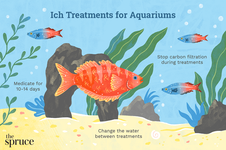 Understanding Ich (Ichthyophthirius multifiliis): Symptoms, Causes, and Treatment for Freshwater Fish