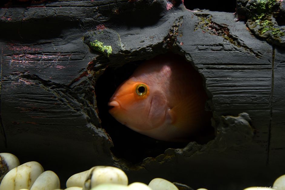 Locate Your Missing Aquarium Fish: Quick Steps to Recovery & Prevention