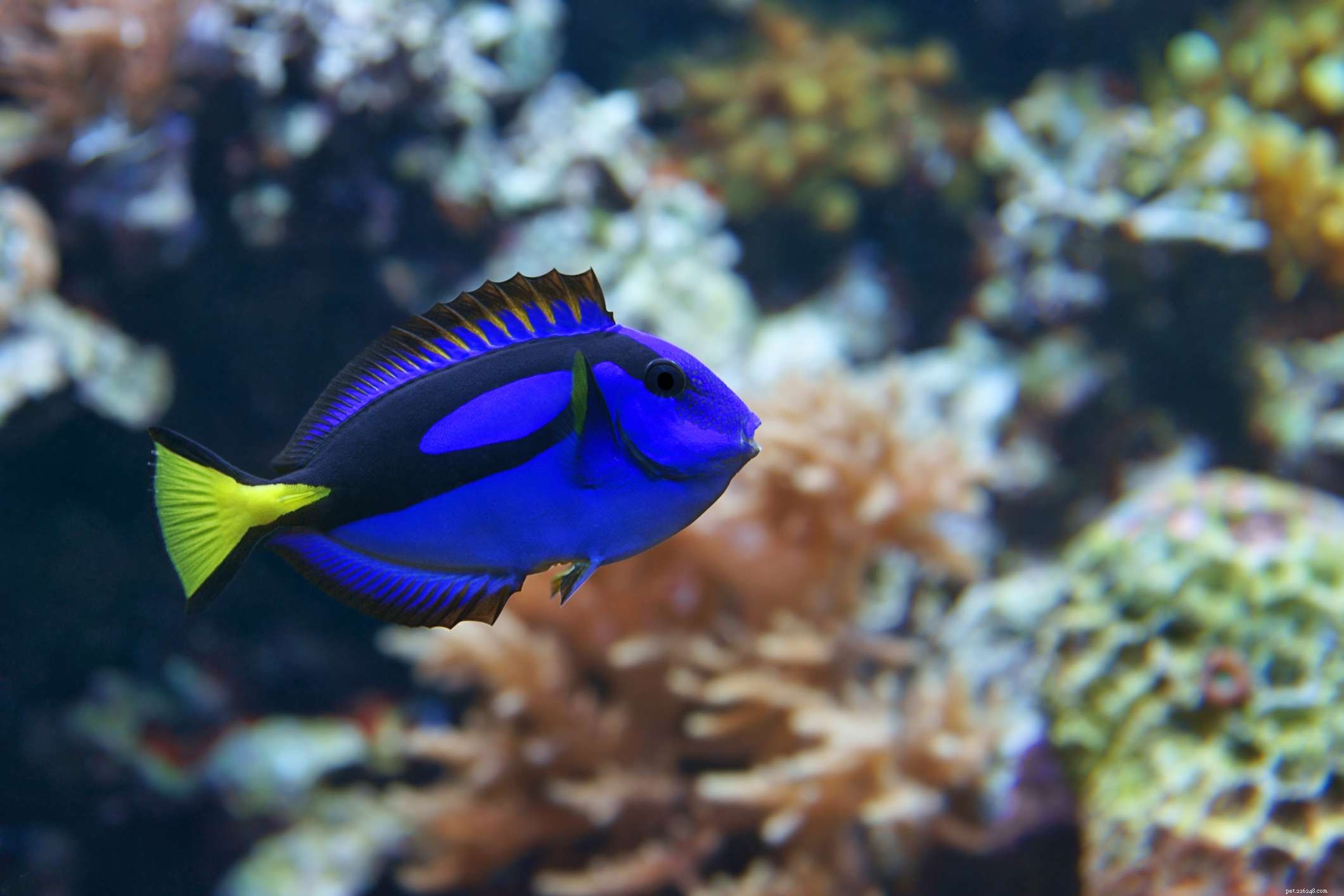 Neon Goby (Neon Blue Goby) – Comprehensive Species Profile & Care Guide