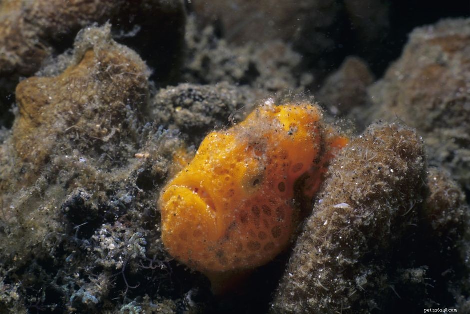 Understanding Bacterial Diseases in Marine Aquarium Fish: Prevention & Treatment
