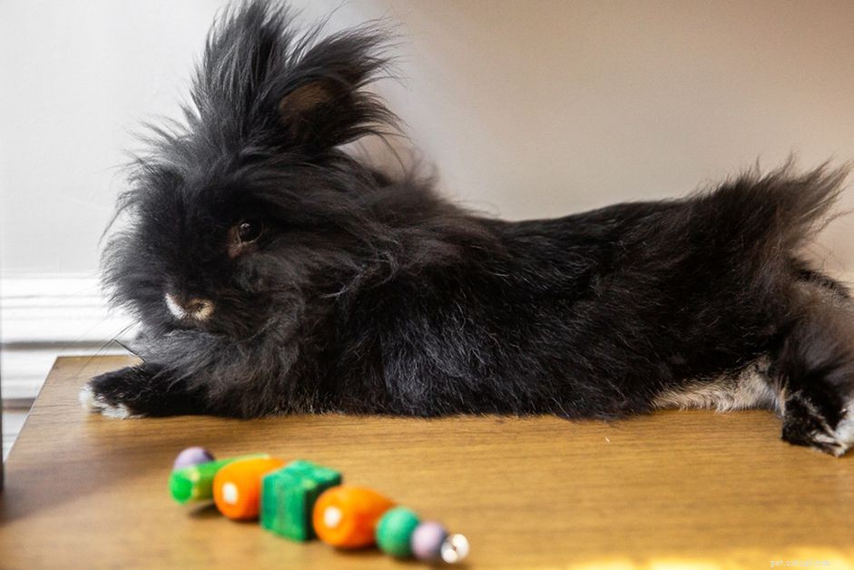 DIY Rabbit Toys: Simple, Safe, and Affordable Household Ideas