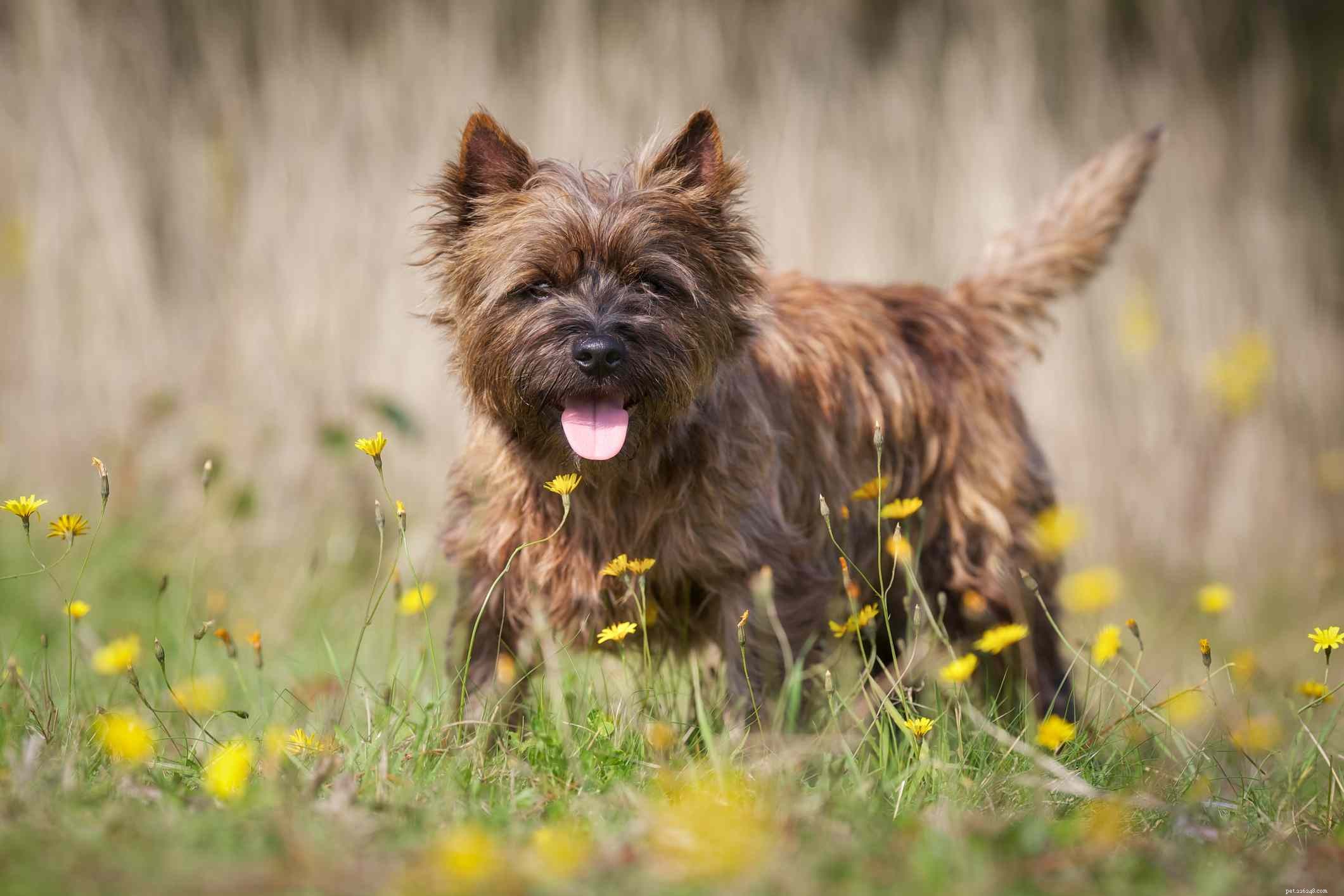 Top 10 Small Dog Breeds Perfect for Families with Kids