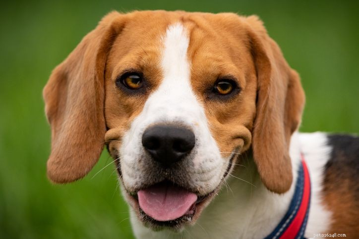 Top 10 Small Dog Breeds Perfect for Families with Kids