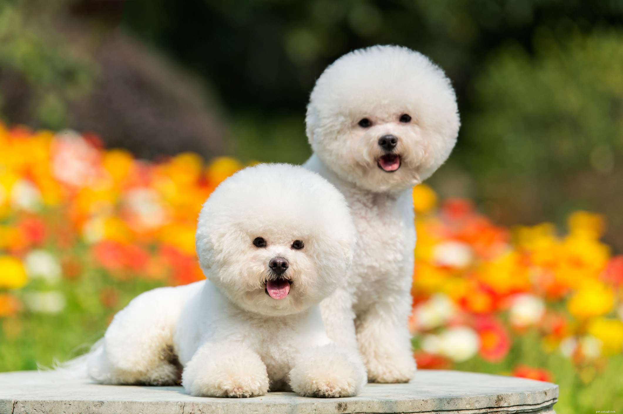 Top 10 Small Dog Breeds Perfect for Families with Kids