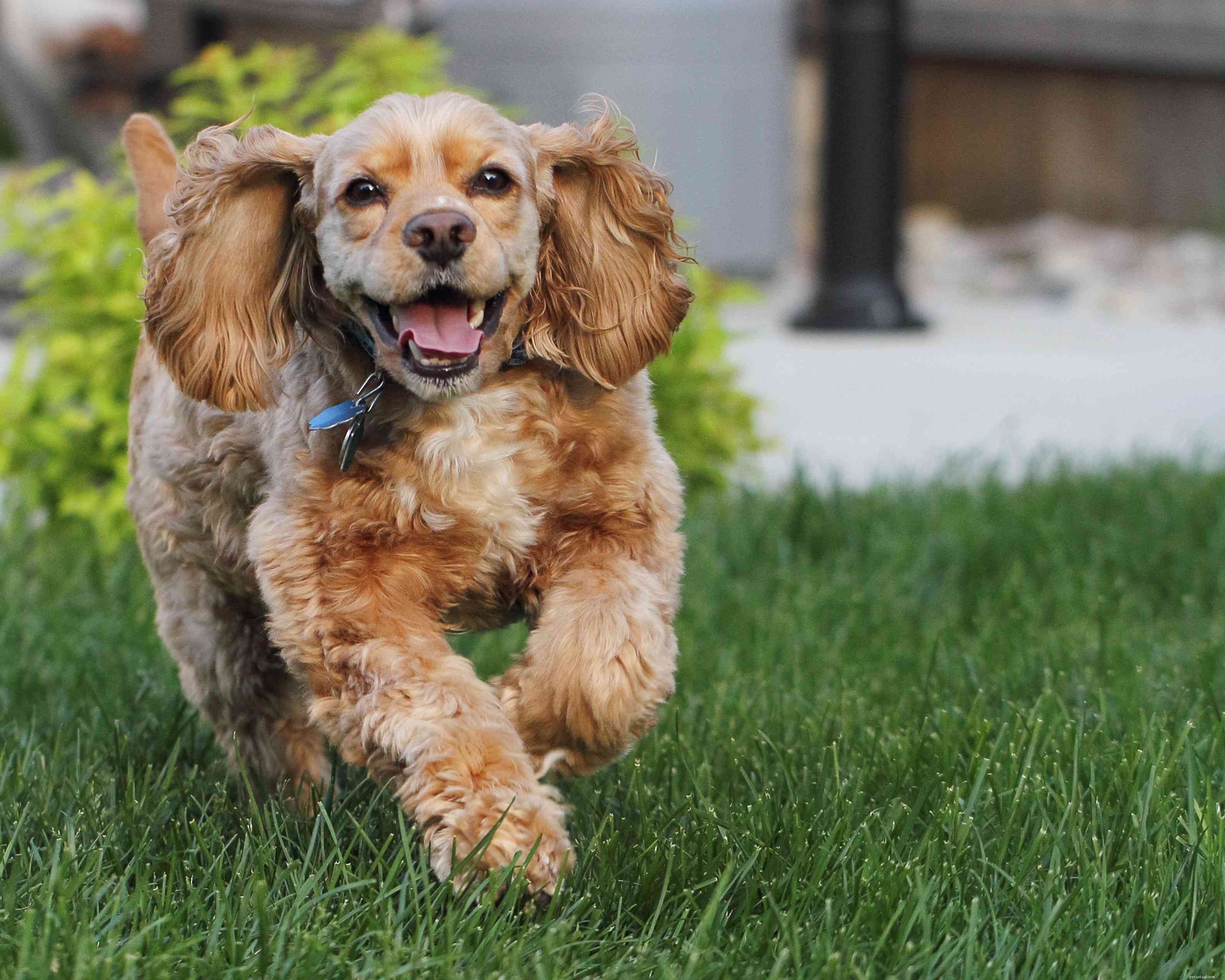 Top 10 Small Dog Breeds Perfect for Families with Kids
