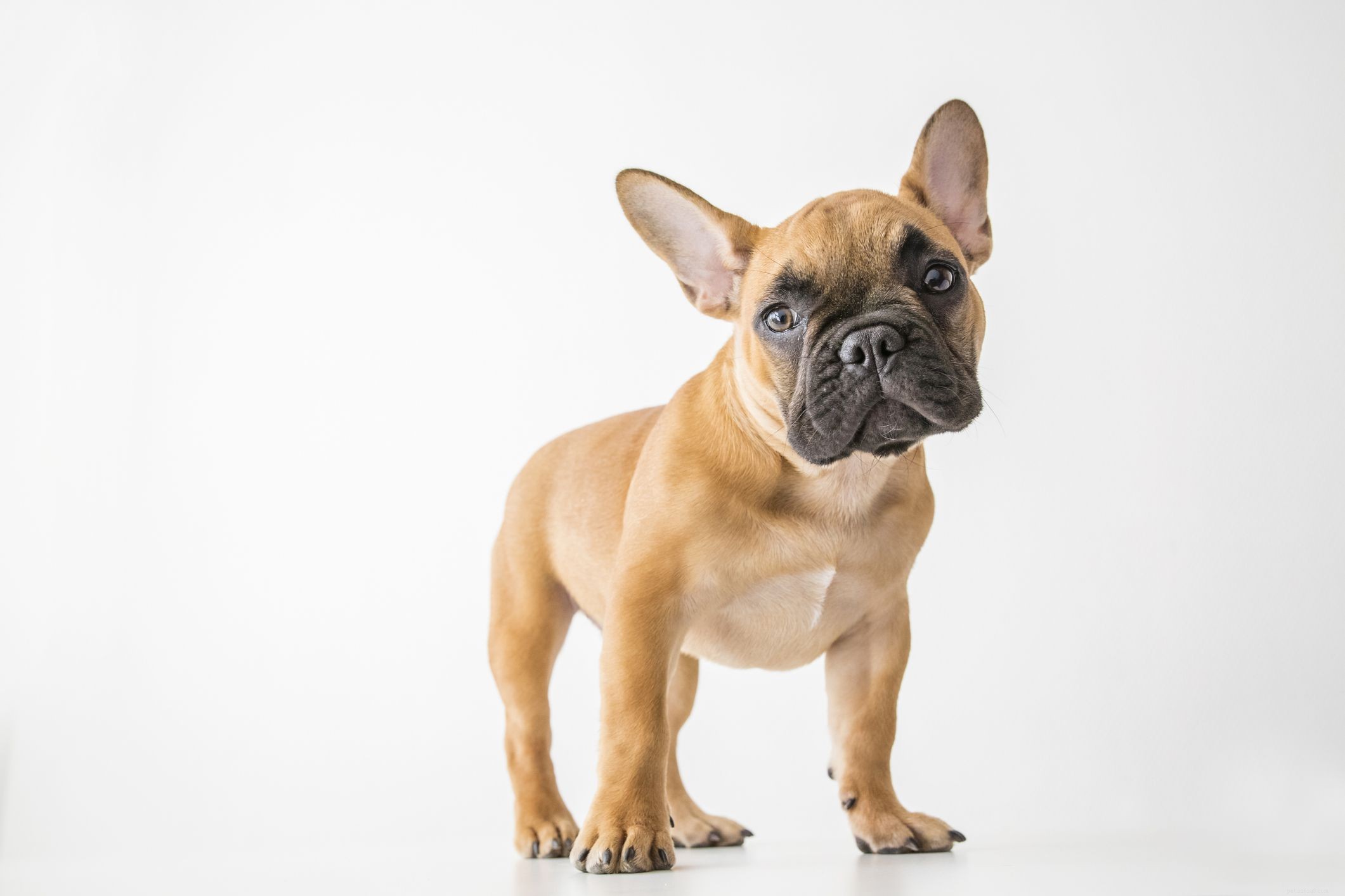 Top 10 Small Dog Breeds Perfect for Families with Kids