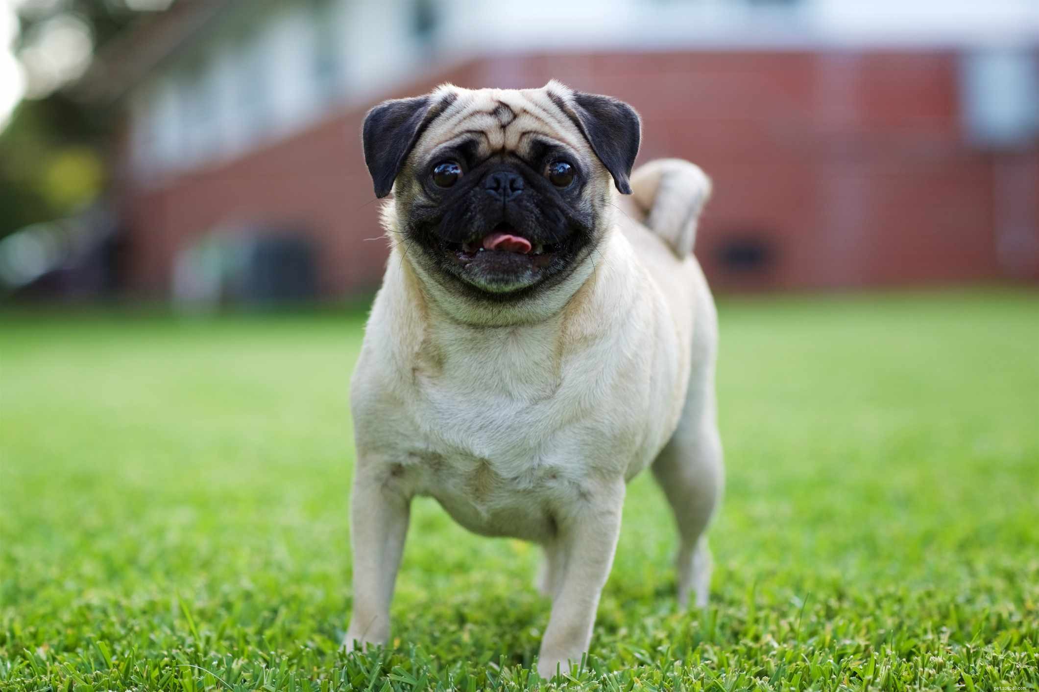 Top 10 Small Dog Breeds Perfect for Families with Kids