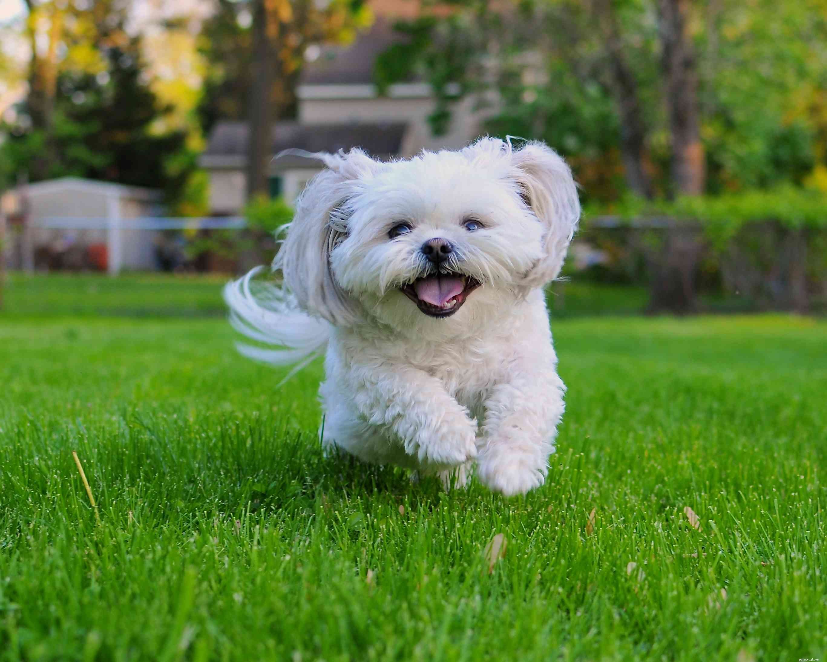 Top 10 Small Dog Breeds Perfect for Families with Kids