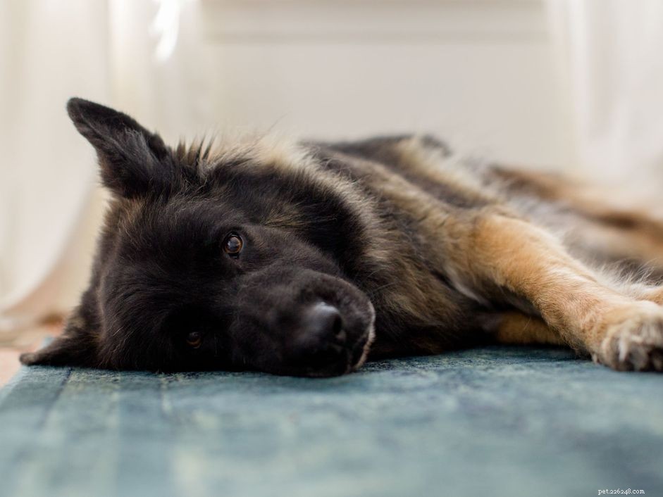 Addison s Disease in Dogs: Symptoms, Diagnosis & Treatment Guide