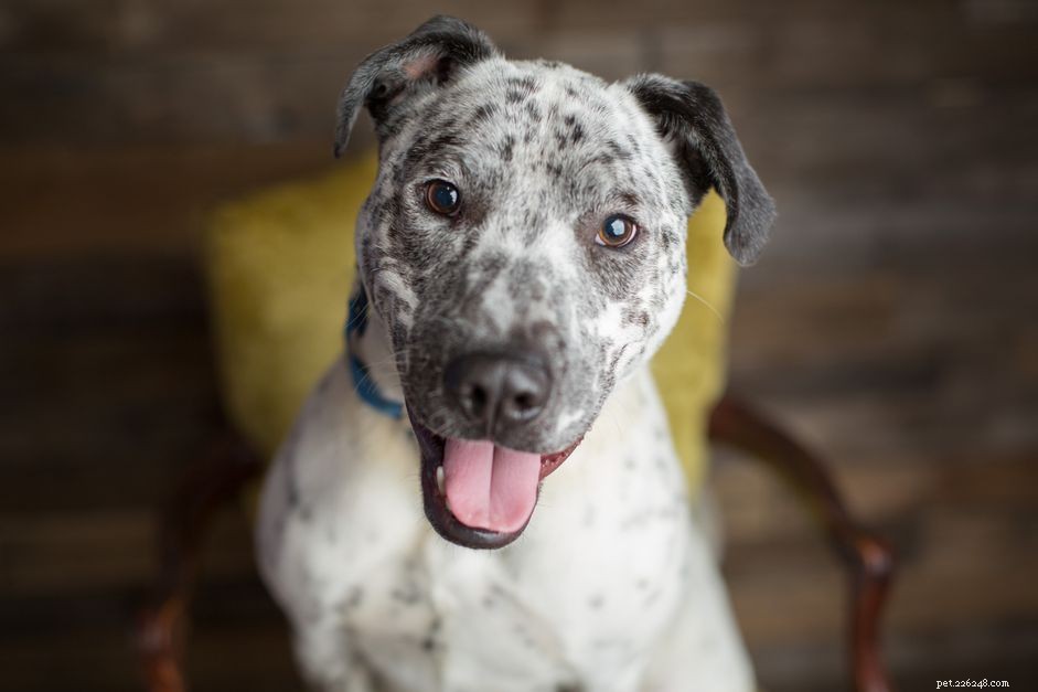 Understanding Dog Epilepsy: Causes, Symptoms, and Care