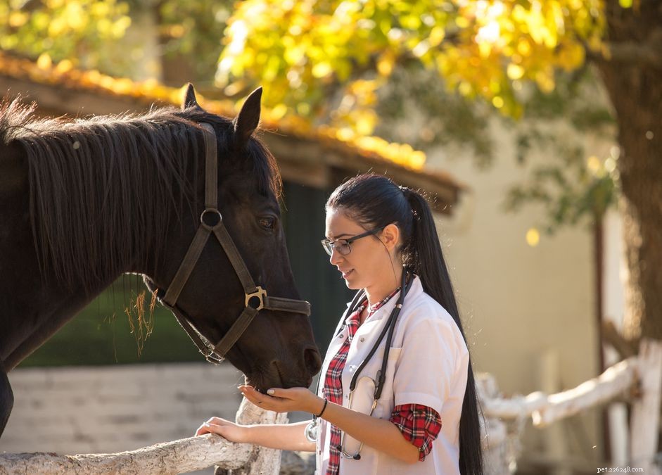 Equine Protozoal Myeloencephalitis (EPM): Symptoms, Diagnosis, and Treatment for Horses
