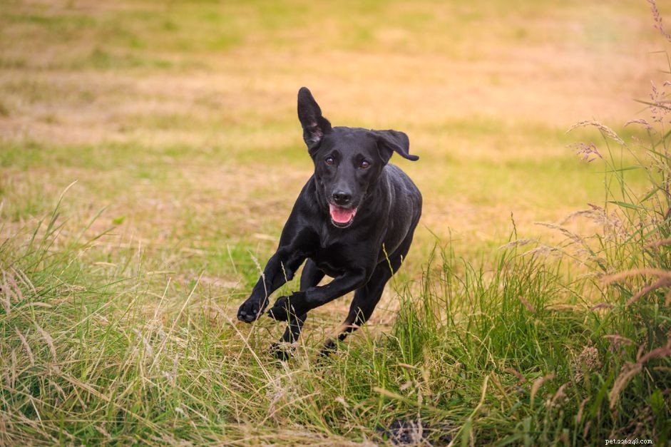 Understanding Your Dog’s Sudden Energy Spikes: Why They Get the Zoomies