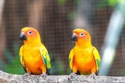 5 Fascinating Facts About Sun Conures – The Playful and Intelligent Pet Bird