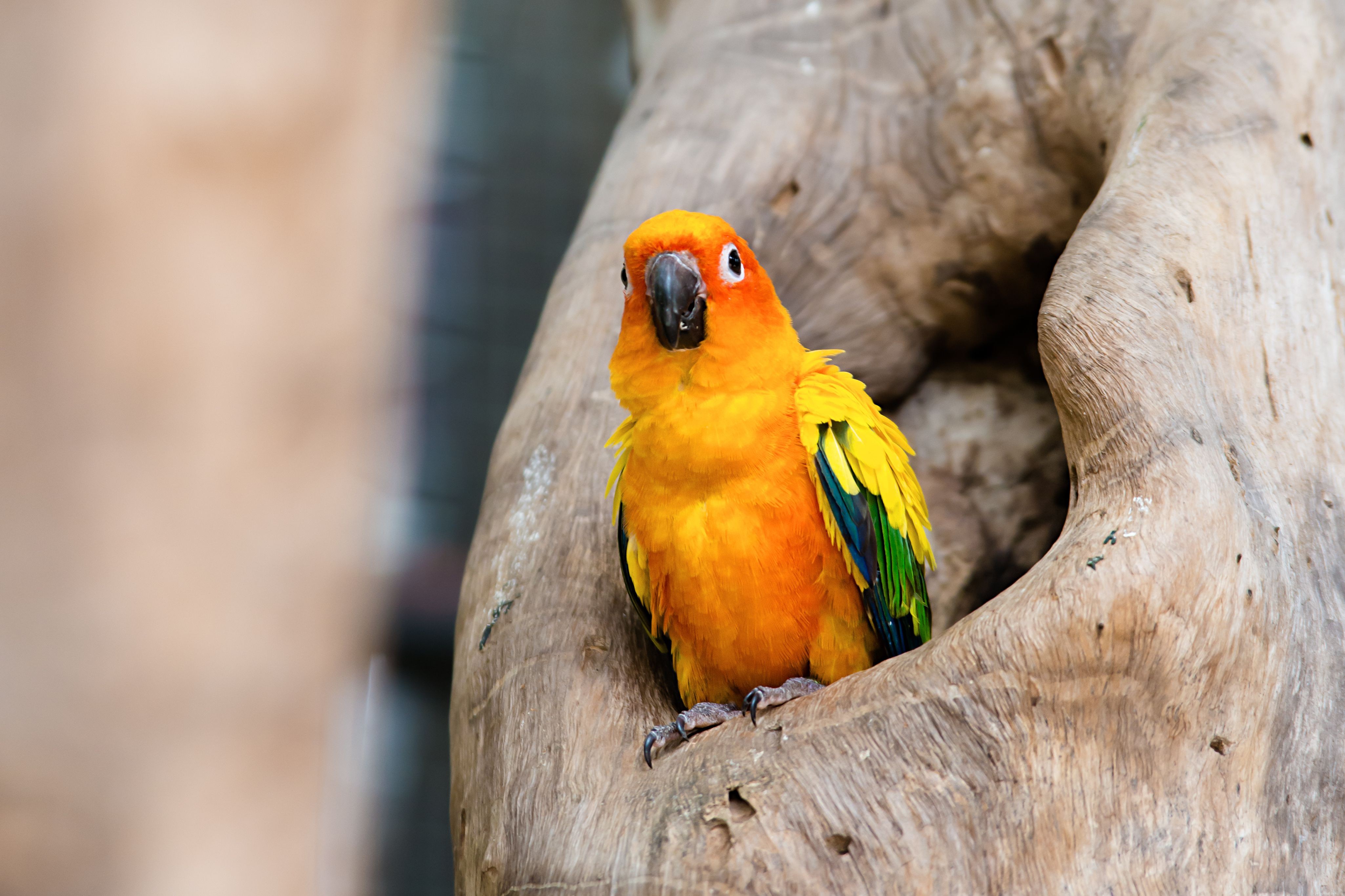 5 Fascinating Facts About Sun Conures – The Playful and Intelligent Pet Bird