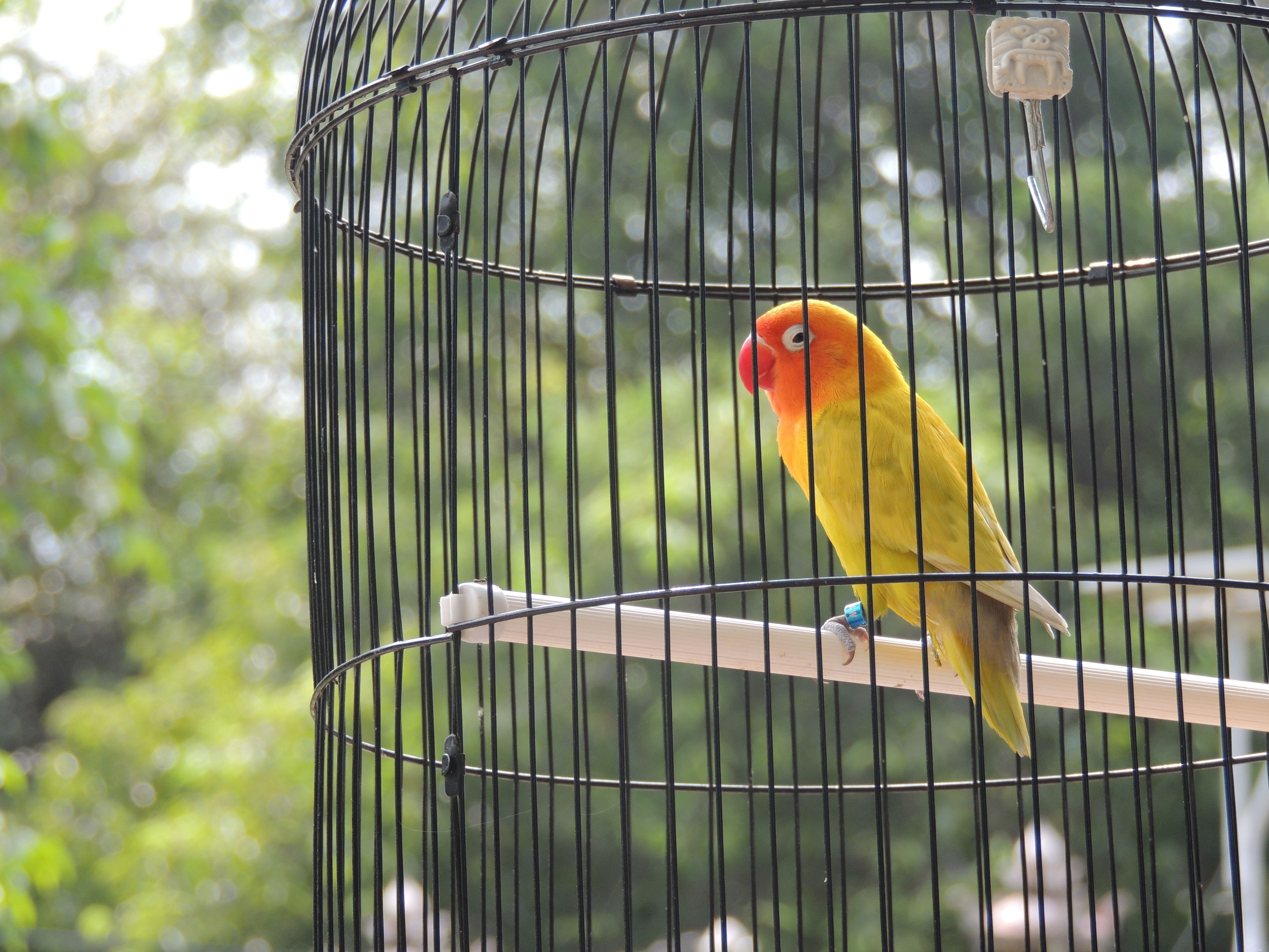 5 Fascinating Facts About Sun Conures – The Playful and Intelligent Pet Bird