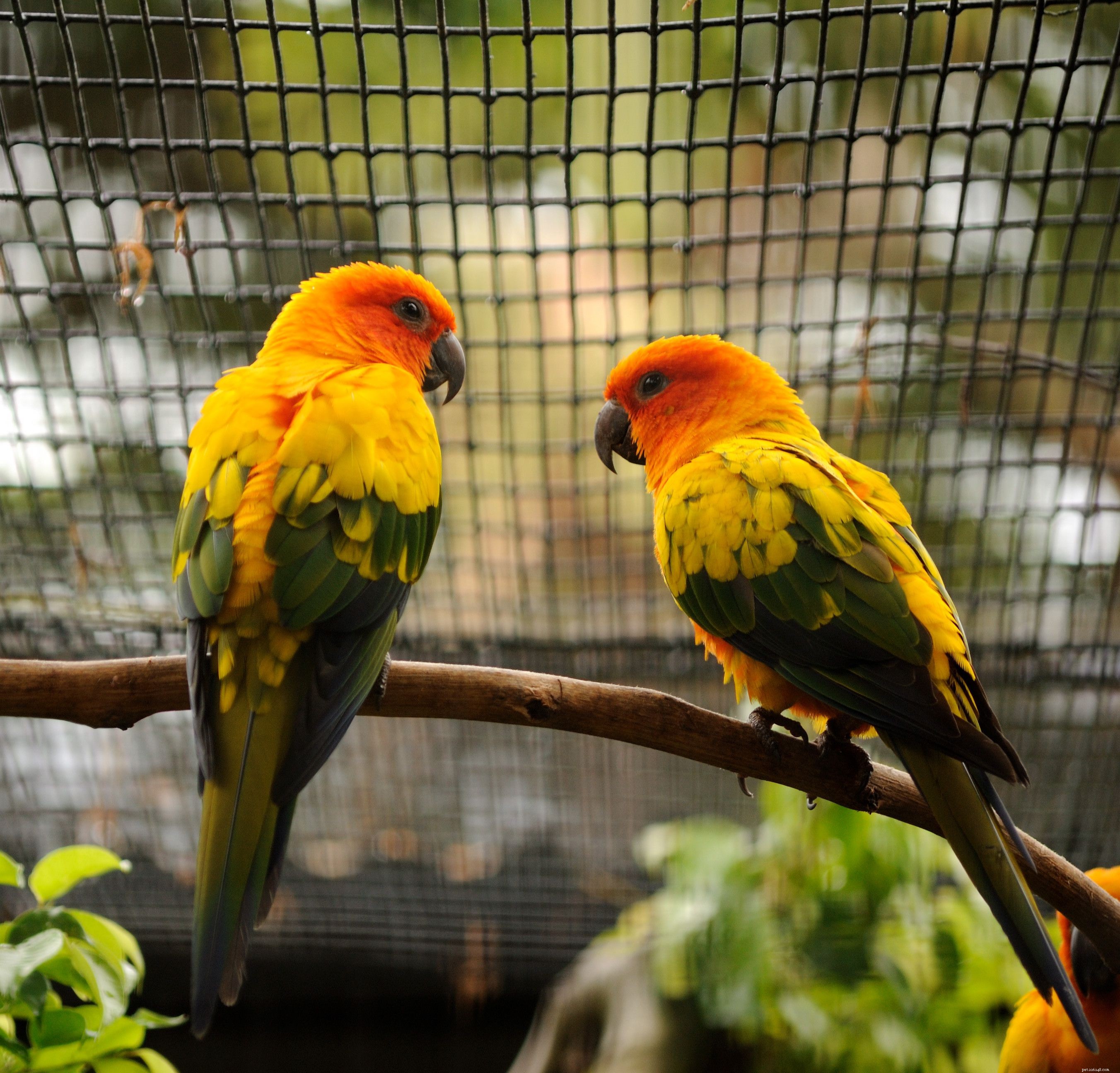 5 Fascinating Facts About Sun Conures – The Playful and Intelligent Pet Bird