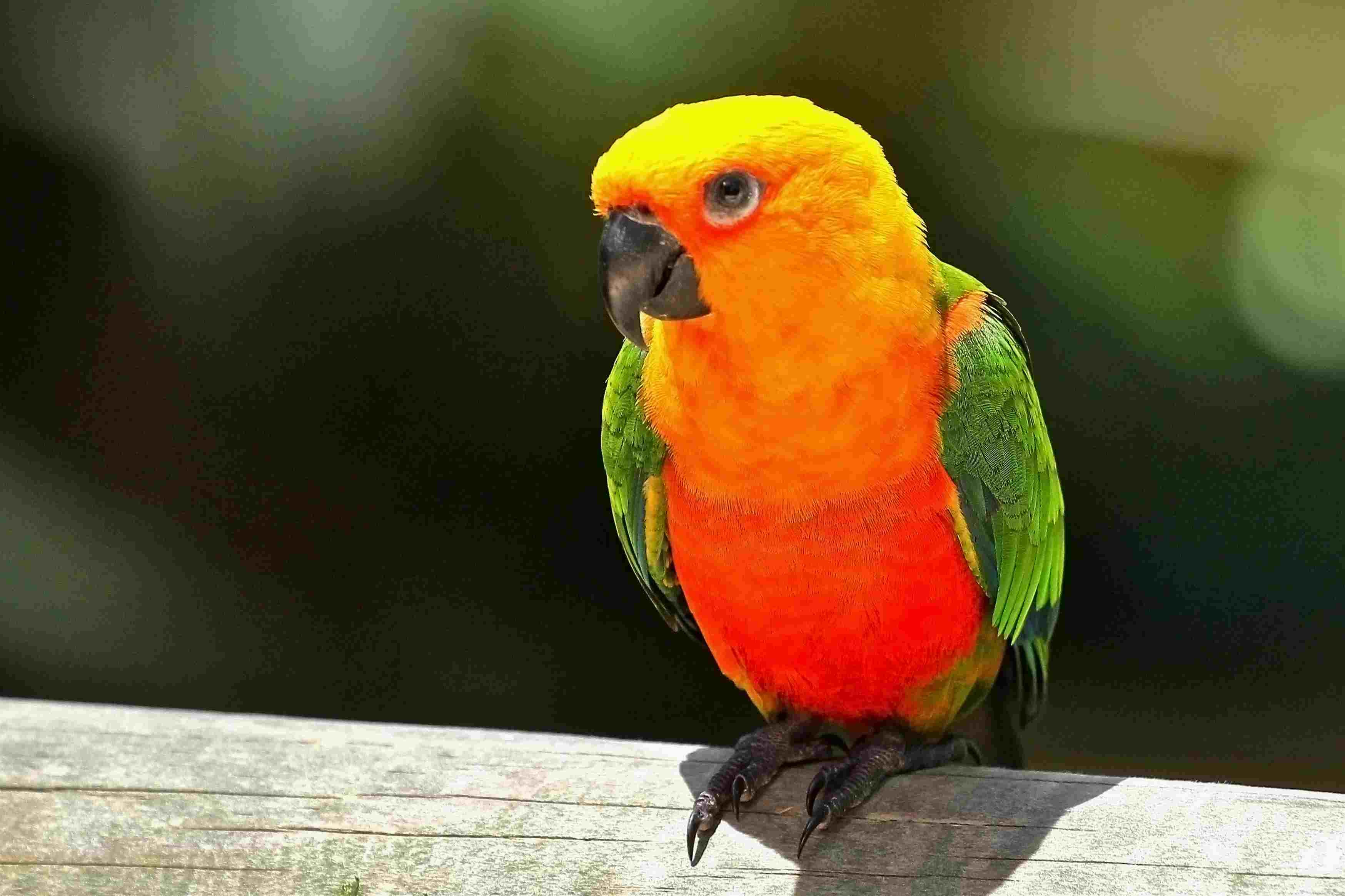5 Fascinating Facts About Sun Conures – The Playful and Intelligent Pet Bird