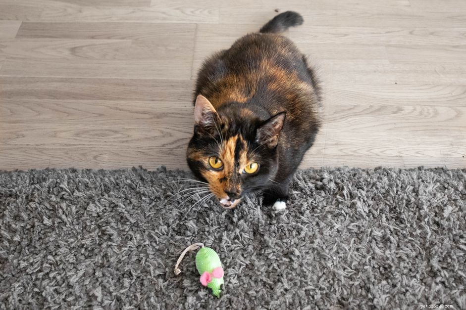 Why Cats Gift Their Owners Dead Animals: Decoding Their Hunting Instinct