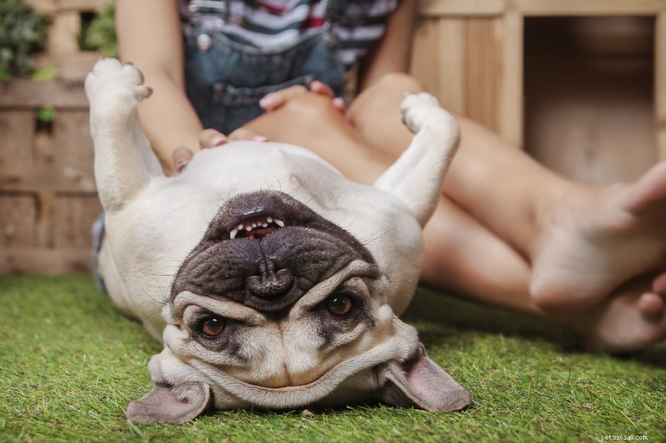 The Science Behind Why Dogs Love Being Petted
