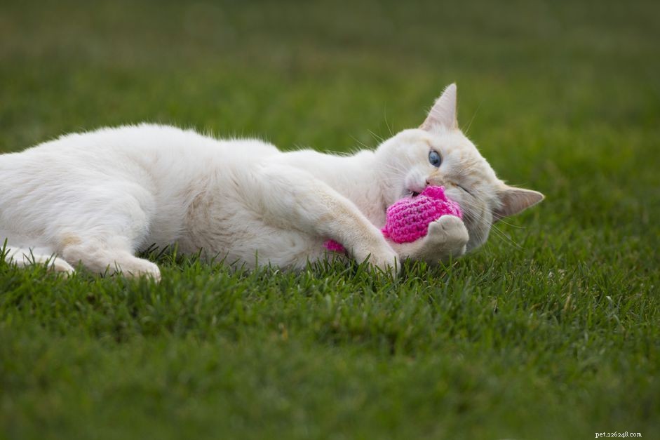 The Science Behind Catnip: Why Cats Are Obsessed