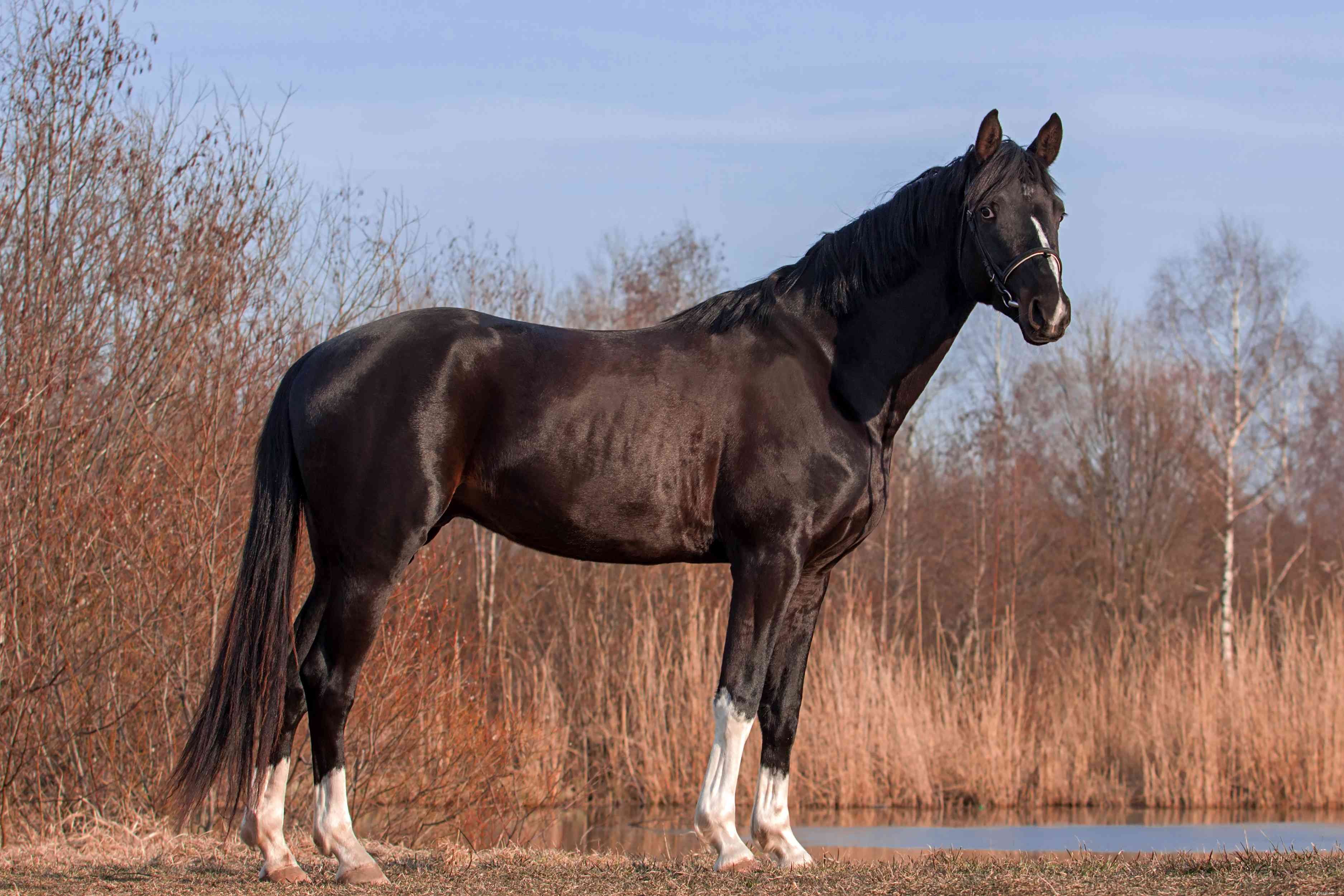 Trakehner Horse: A Complete Breed Profile