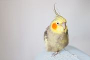 Diamond Dove (Geopelia) Species Profile: Care, Health, & Adoption Tips