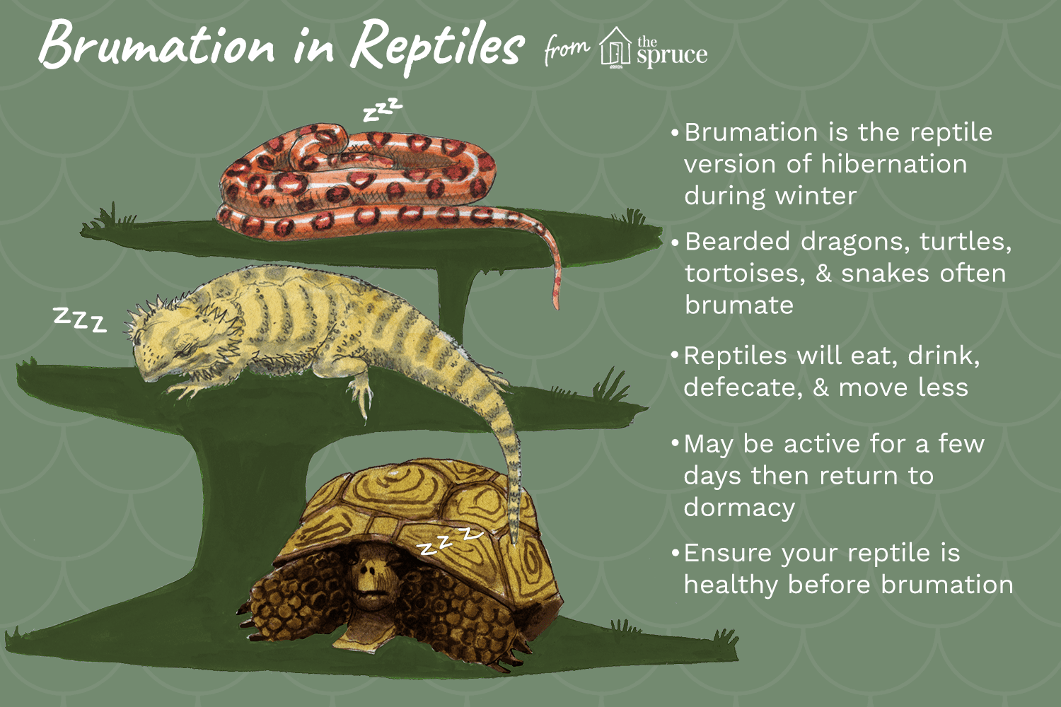 Understanding Brumation: The Reptile Dormant Phase