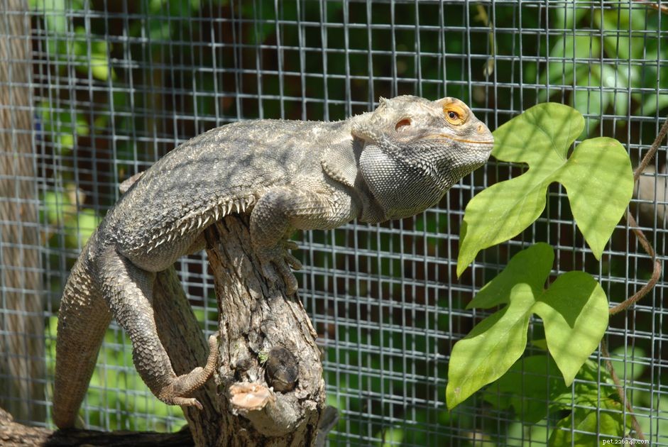 Understanding Brumation: The Reptile Dormant Phase