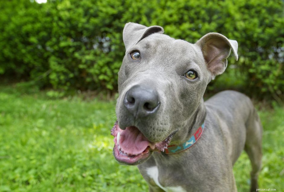 5 Compelling Reasons to Adopt a Pet Today