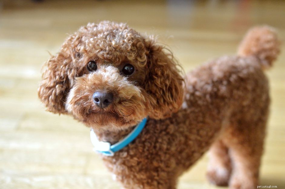 DIY Dog Grooming: How to Safely Trim Your Dog’s Coat at Home