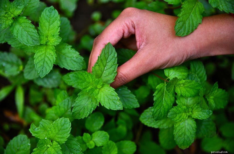 Is Peppermint Oil Effective Against Fleas? What Pet Owners Need to Know