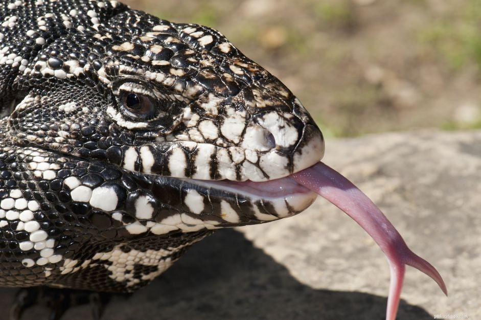 Top Exotic Pet Names Starting With  T 