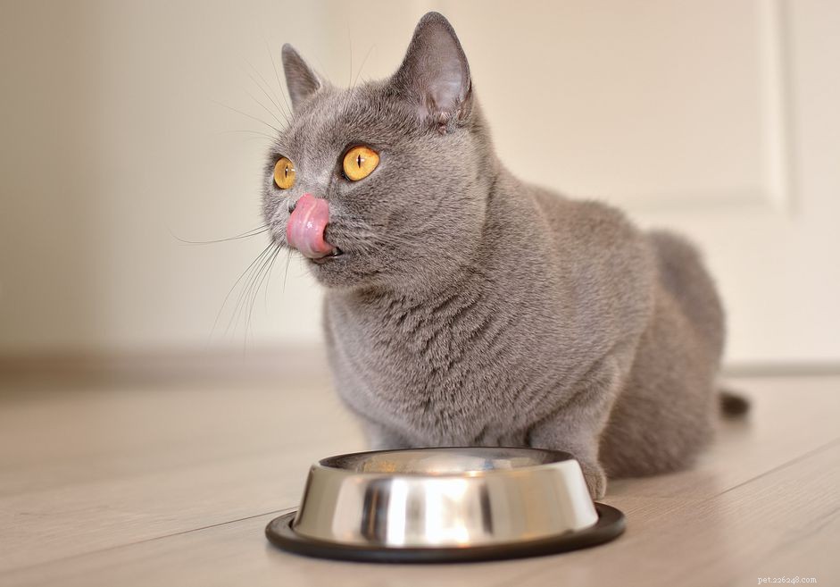 Effective Cat Food Choices & Feeding Guidelines for Diabetes Management