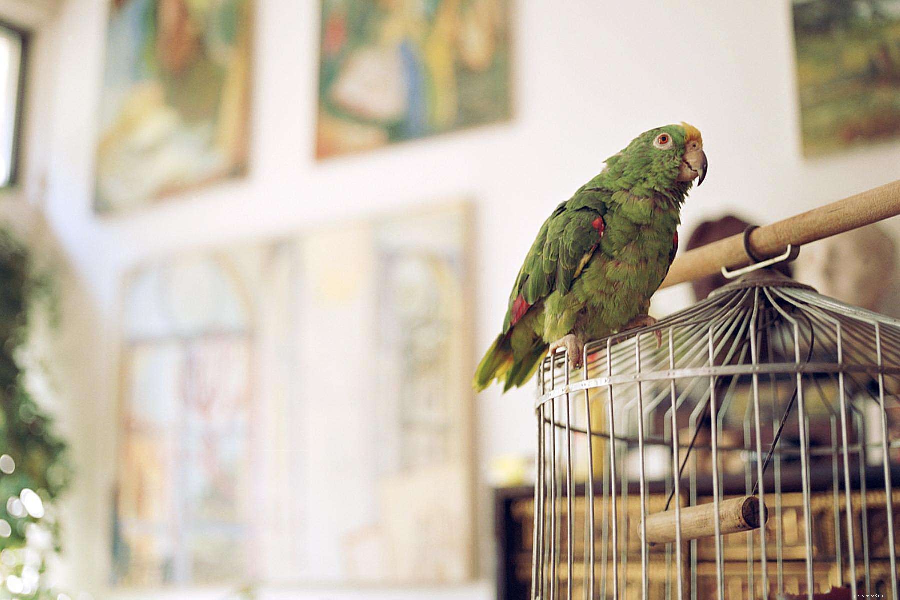 How to Spot Depression in Your Bird: Key Signs and What to Do