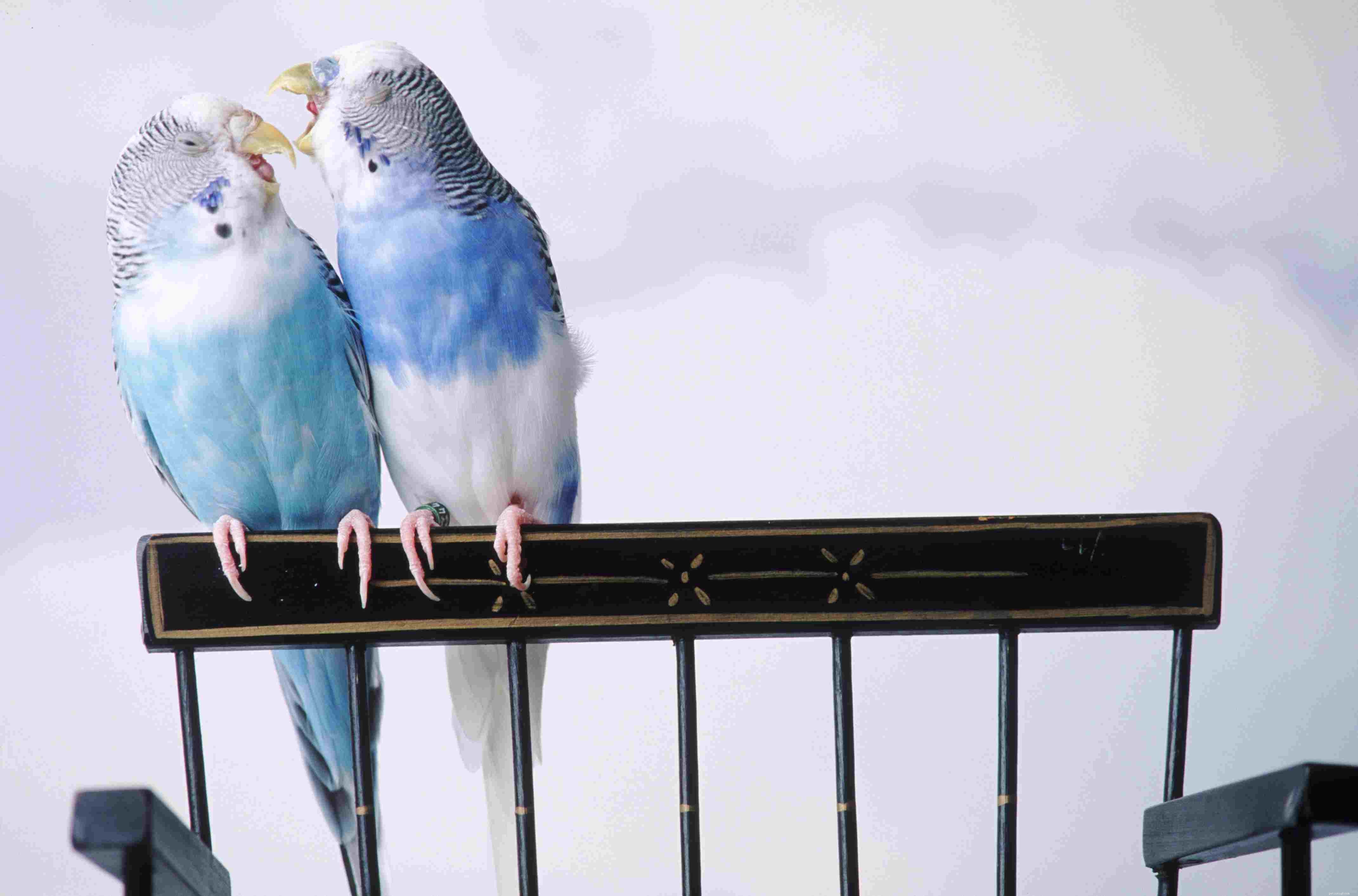 How to Spot Depression in Your Bird: Key Signs and What to Do