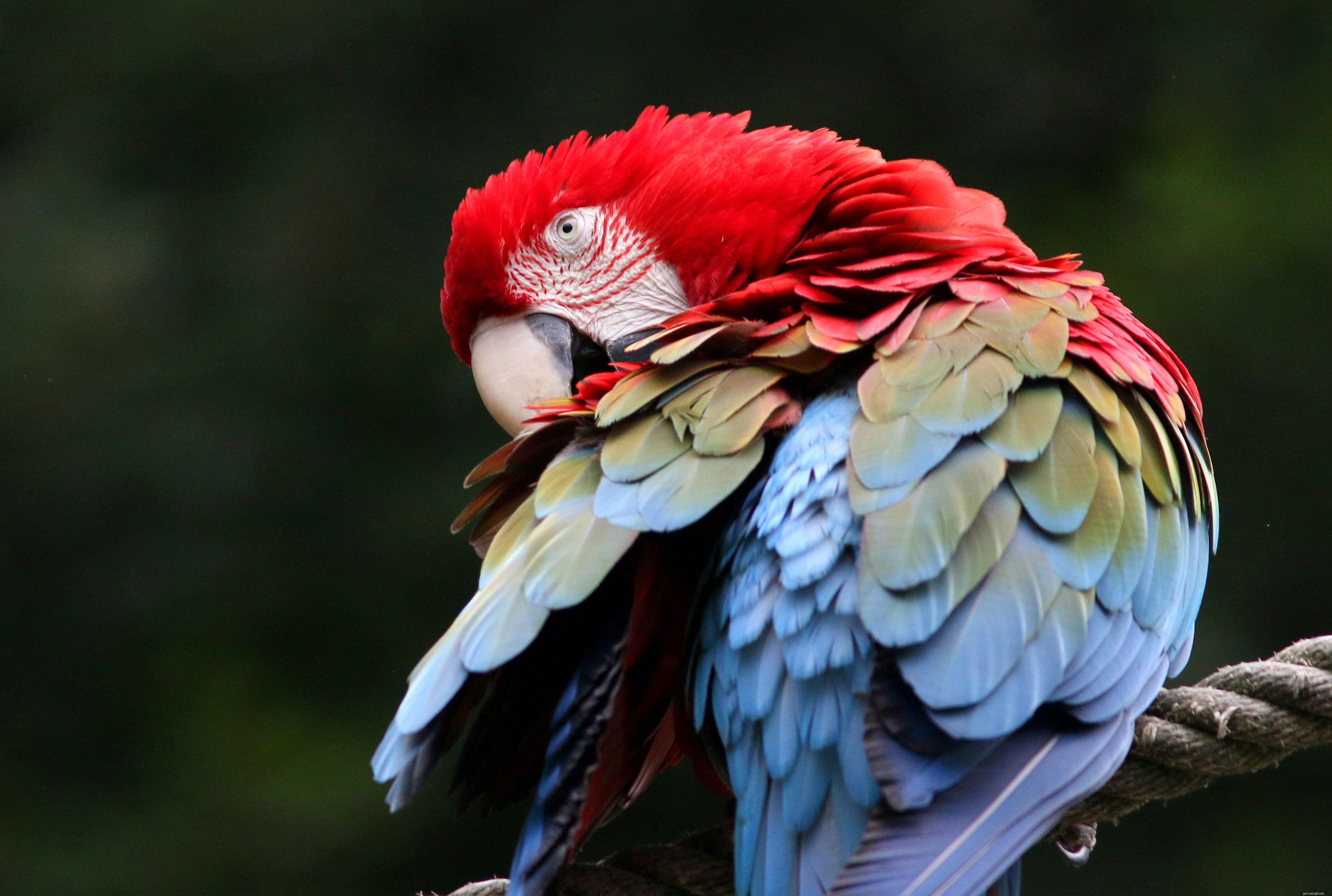 How to Spot Depression in Your Bird: Key Signs and What to Do
