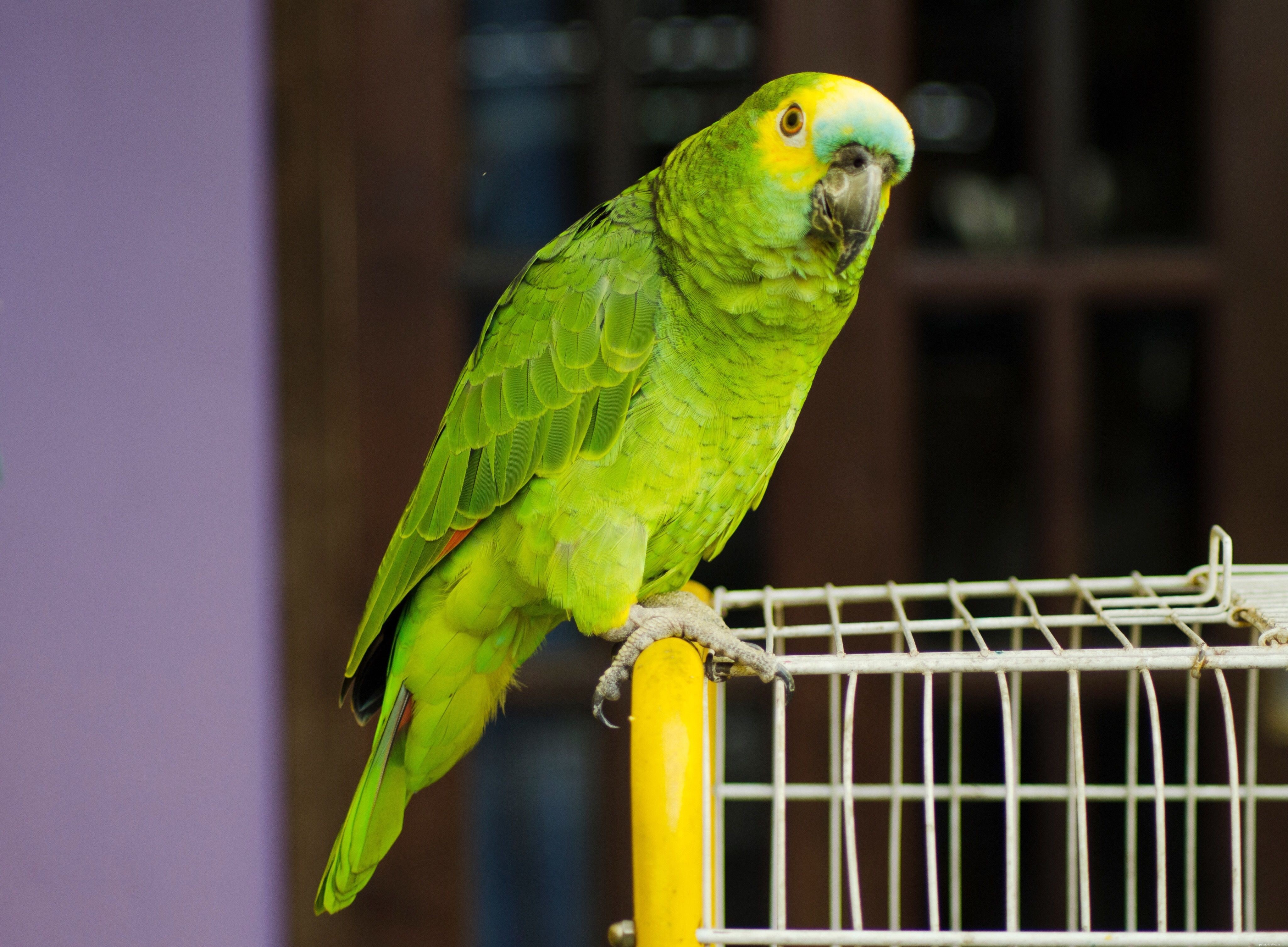 How to Spot Depression in Your Bird: Key Signs and What to Do
